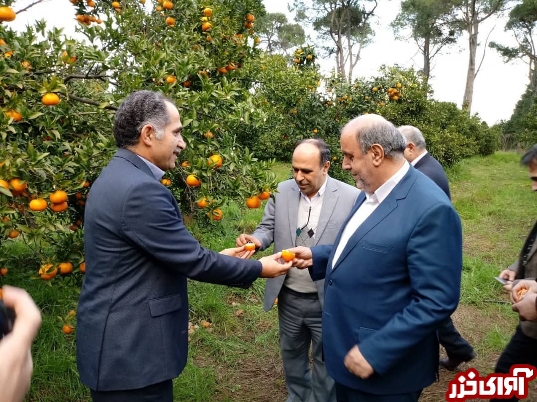 پیش‌بینی تولید 2.5 میلیون تن پرتقال و نارنگی در مازندران/ برداشت 70 درصد پرتقال از باغات مازندران