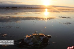 تصویر لید