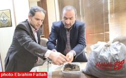 تصویر لید