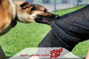 افزایش ۱۹ درصدی موارد گازگرفتگی سگ در مازندران طی سه‌ماهه نخست امسال