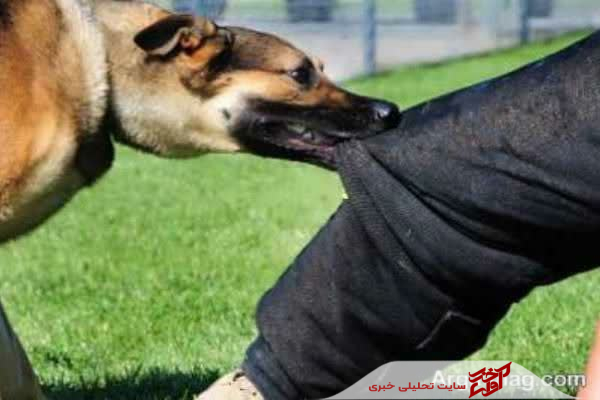 افزایش ۱۹ درصدی موارد گازگرفتگی سگ در مازندران طی سه‌ماهه نخست امسال