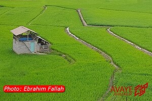 شالیزار‌های دودانگه ساری؛ تابلویی زنده از زیبایی شمال ایران