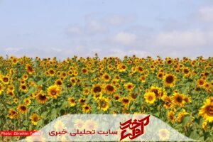 جلوه‌های طلایی آفتابگردان در شرق مازندران