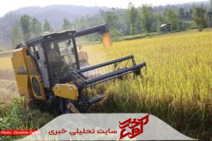 طلای سفید در بندپی؛ آغاز فصل برداشت برنج در بابل