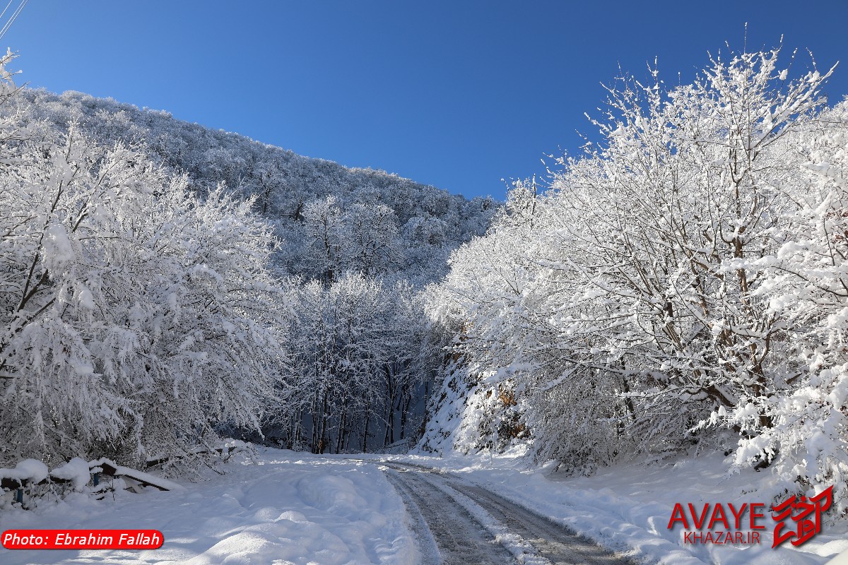 دودانگه برفی از دریچه دوربین ابراهیم فلاح